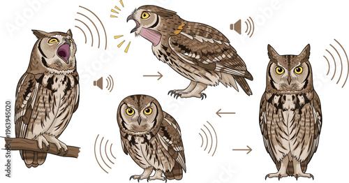 Owl Behavior and Communication Vector Set Showing Different Poses Sounds and Movements with Detailed Wildlife Bird Illustration Collection Isolated Design