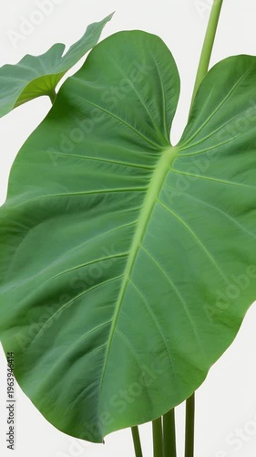 Large Green Leafy Tropical Plant Foliage.