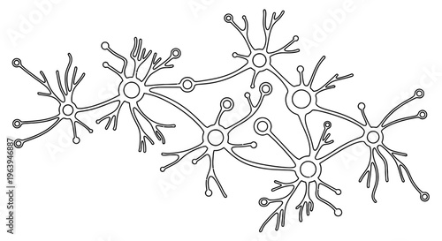 Line art illustration of interconnected biological neurons and their branching dendrites