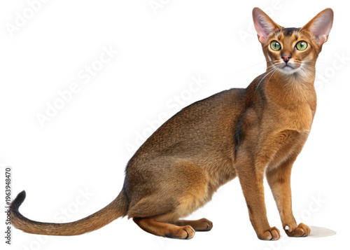 abyssinian-cat on a isolated transparent background