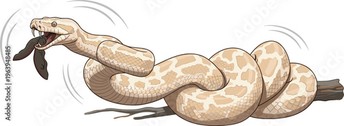 Realistic Snake Illustration with Coiled Desert Python Eating Prey Detailed Reptile Wildlife Scene for Nature Vector Design