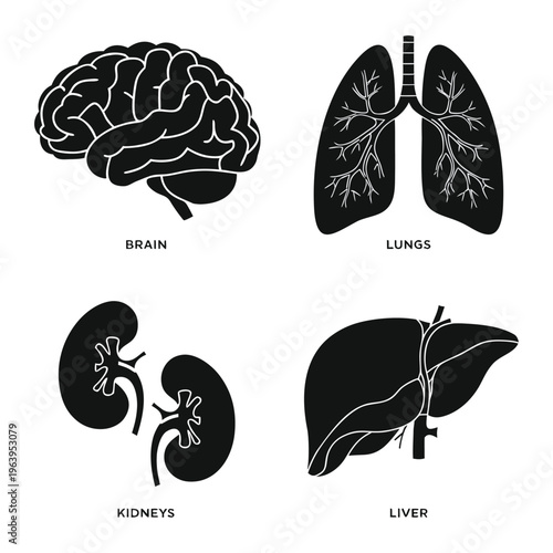 Human brain lungs kidneys and liver anatomy illustration