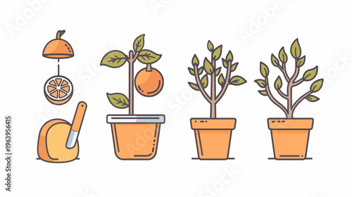 A collection of potted plants, an orange fruit, a halved orange, and an orange peeler
