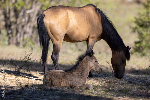 Wild buckskin mustang mare grazing beside her resting foal in the Apache-Sitgreaves National Forest near Heber Arizona United States