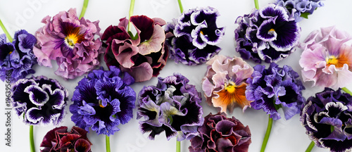 Close up of Various Santo Japanese Pansies Violas