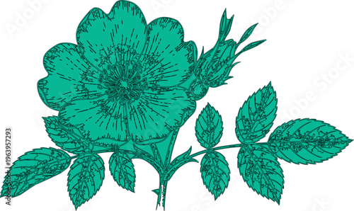 I see that the shape resembles a dog rose with its five petals. The user wants an explanation, including botanical features and artistic style.
