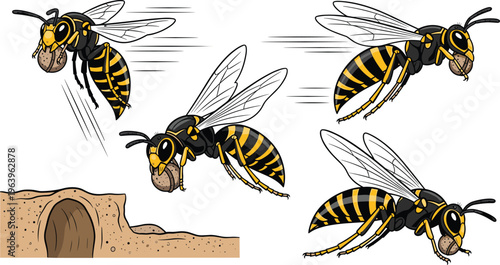 Hornet Insect Vector Illustration Set with Flying Wasp Positions, Nest Entrance, Dangerous Pest Concept, Wildlife Entomology and Detailed Bug Anatomy Collection