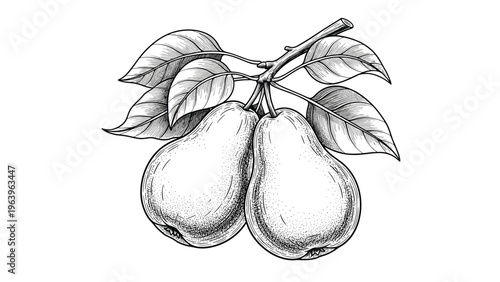 Vintage black and white woodcut engraving of two pears on a leafy branch with realistic textures and intricate shading.