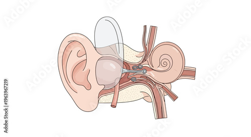 Anatomical illustration of the human ear, showcasing the external, middle, and inner ear structures involved in hearing and balance