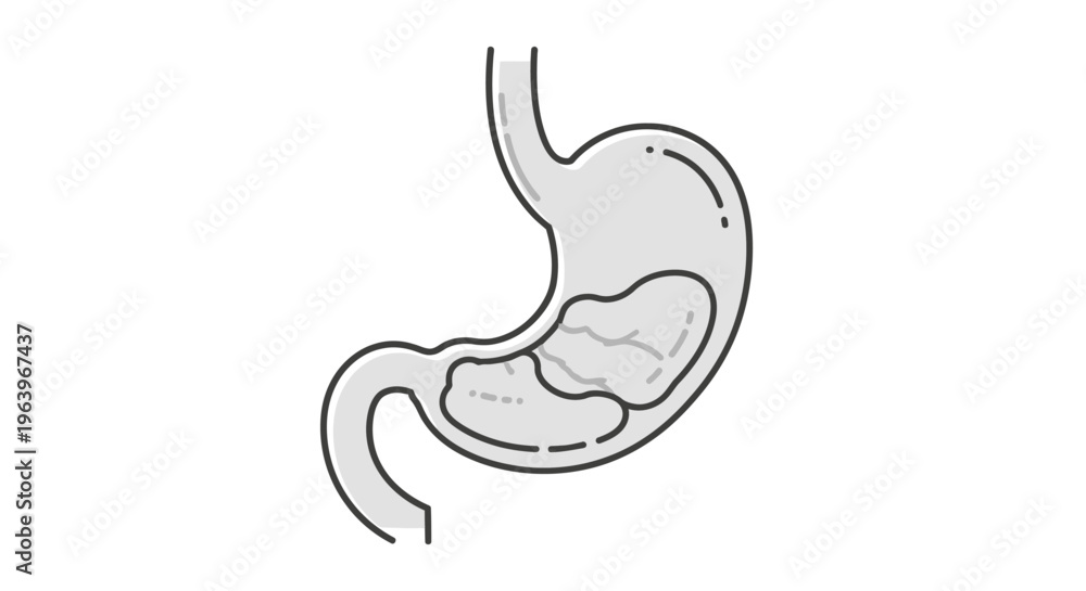 Fototapeta premium Conceptual black and white line art illustration of the human stomach organ, depicting its anatomical structure and function, an essential biological concept