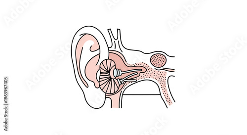 Anatomical diagram of the human ear, illustrating the outer, middle, and inner ear structures in detail and their relationship