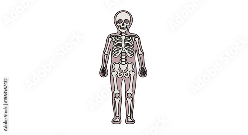 Anatomical illustration of the human skeletal system displayed on a plain white background, showcasing bones for educational or medical purposes