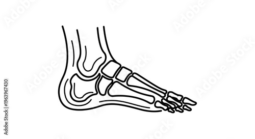Anatomical illustration of the human foot skeleton, showcasing bones and structure