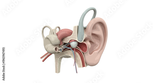 Detailed anatomical illustration of the human ear, showcasing its complex structures for hearing and balance