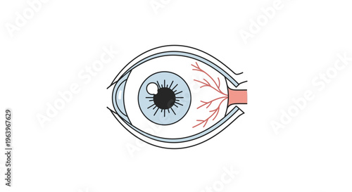 Anatomical illustration of the human eye showing the iris, pupil, and blood vessels