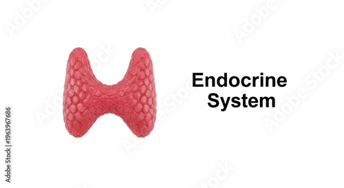 Detailed 3D render of the human thyroid gland, a vital component of the endocrine system, responsible for hormone production and metabolic regulation within the body