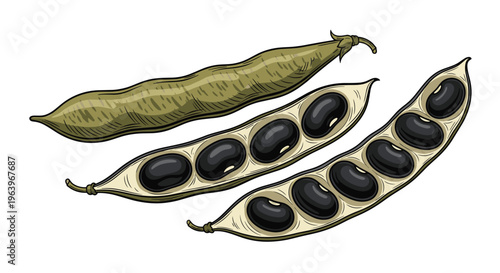 Appetizing illustration of black beans, with two pods open to reveal the dark, shiny beans nestled within, and one unopened pod alongside, on a white background.