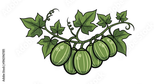 Charming botanical illustration of a cluster of small, striped green gourds hanging from a vine, adorned with lush green leaves and curly tendrils, on a white background.