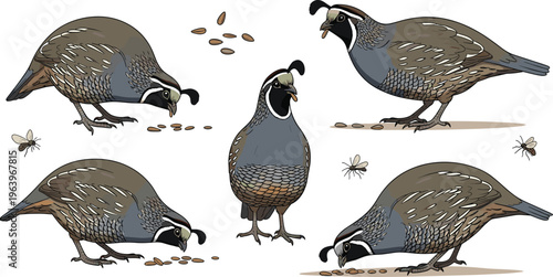 Quail Bird Cartoon Illustration Set with Feeding and Standing Poses, Detailed Wildlife Avian Collection for Nature Education, Farm Design and Vector Artwork