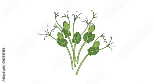 Delicate illustration of a cluster of fresh pea sprouts, showing their slender green stems and small, tender leaves with curly tendrils, on a white background.