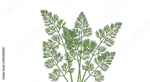 Vibrant illustration of a fresh bunch of parsley, featuring numerous finely divided green leaves, ready for seasoning or garnishing, on a white background.
