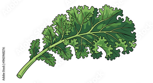 Detailed illustration of a single kale leaf, showcasing its characteristic curly texture and deep green color, rich in nutrients, on a white background.