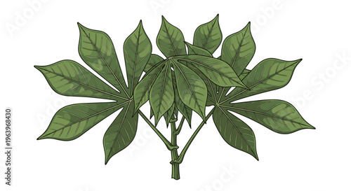 Detailed botanical illustration of cassava leaves, arranged in a radiating cluster, showcasing their distinct lobed shape and vibrant green color, on a white background.
