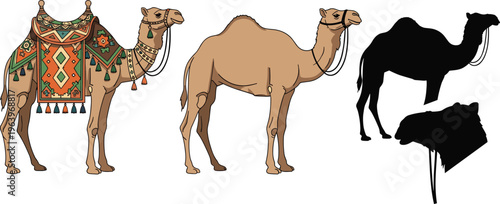Camel Illustration Set with Decorative Saddle, Realistic Desert Animal and Silhouette Views for Travel, Culture, Tourism Design and Vector Collection