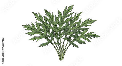 Vibrant illustration of a fresh bunch of mizuna greens, showcasing their delicate, serrated green leaves, ready for salad or cooking, on a white background.