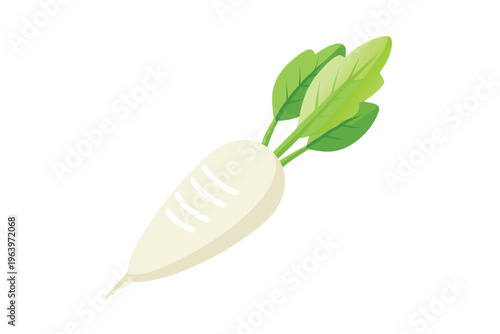 Fresh white radish or daikon vector illustration isolated on white, healthy organic vegetable icon.