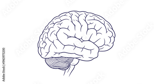Detailed anatomical line drawing of a human brain showing the different lobes and cerebellum on a clean white background for science.