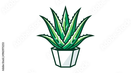 Aloe vera plant in pot.