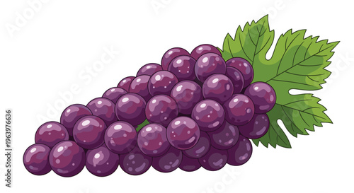 Large bunch of delicious dark purple grapes with a green leaf in a detailed digital painting style on white backdrop.