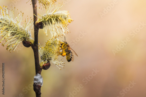 Honey bee collect pollen on catkin, goat willow. Macro insect background, spring time