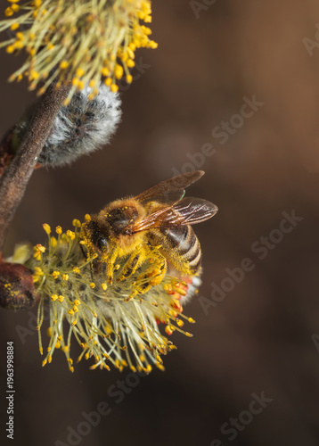 Honey bee collect pollen on catkin, goat willow. Macro insect background, spring time