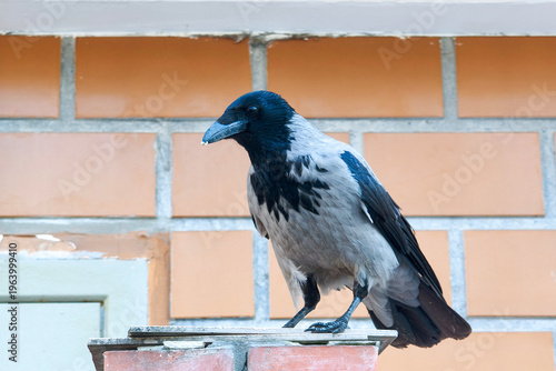 Obraz na plátně A grey crow with a dirty beak against a brick wall.