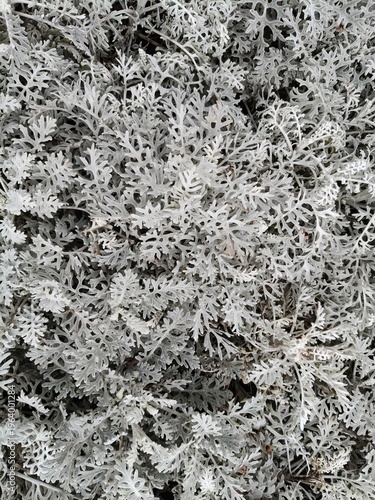 Принти на полотні white plant
