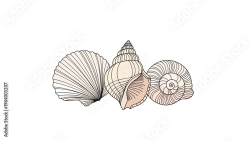 Detailed line art illustration of three different types of sea shells including scallop and snail shapes on white background.