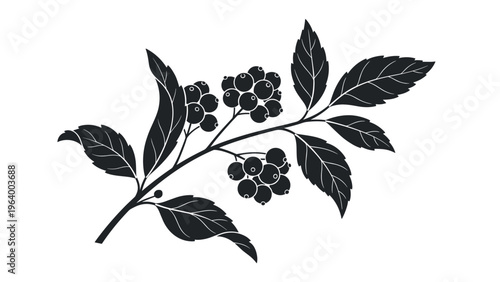 Black and white silhouette of a berry branch with detailed leaves and clusters of round fruits for stencil or graphic design usage.