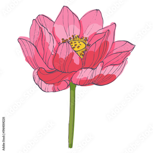Single pink lotus flower blooming in close up isolated on white background, sacred nelumbo nucifera blossom, zen and meditation concept