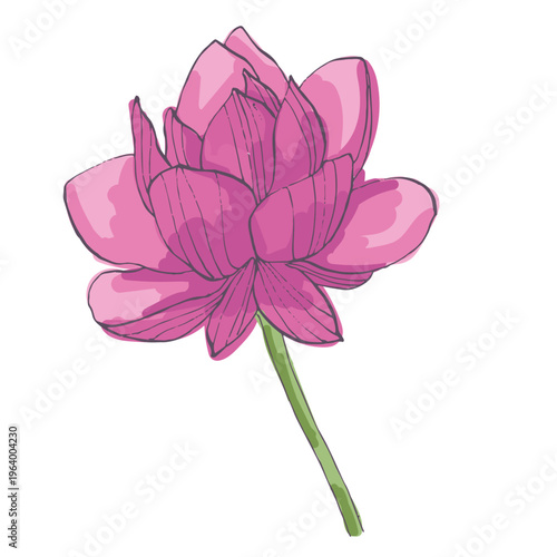 Single pink lotus flower blooming in close up isolated on white background, sacred nelumbo nucifera blossom, zen and meditation concept