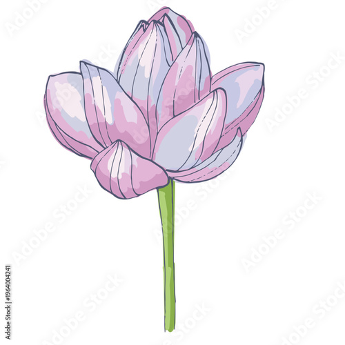 Single pink lotus flower blooming in close up isolated on white background, sacred nelumbo nucifera blossom, zen and meditation concept