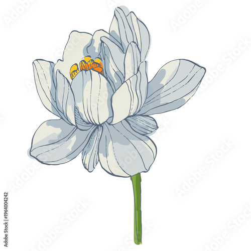 Single pink lotus flower blooming in close up isolated on white background, sacred nelumbo nucifera blossom, zen and meditation concept