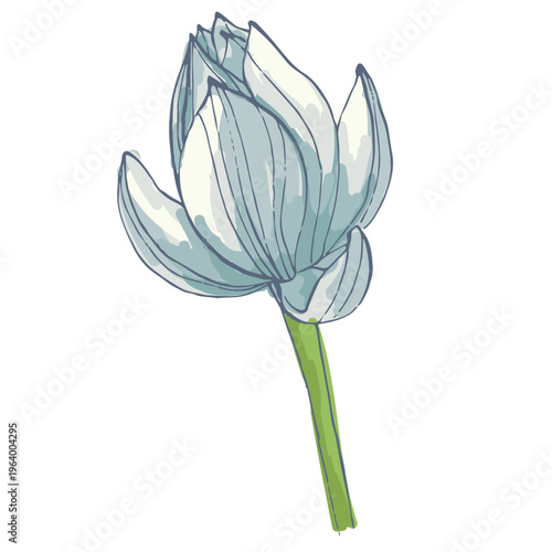 Single pink lotus flower blooming in close up isolated on white background, sacred nelumbo nucifera blossom, zen and meditation concept