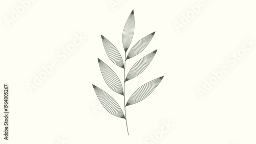 Minimalist botanical illustration of a single branch with slender leaves drawn in a fine line art style.