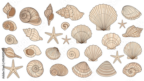 Large variety of detailed beige seashells and starfish arranged together on a white background for beach and summer ocean decor.