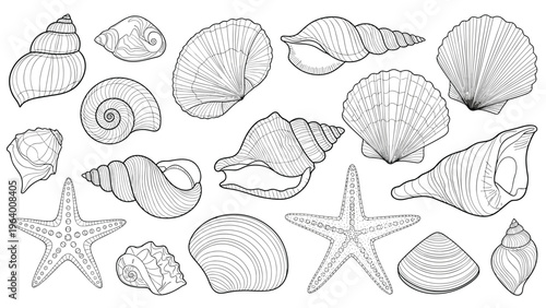 Detailed black and white engraving of various seashells and starfish arranged together in a beautiful marine collection.