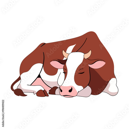 A sleeping brown and white cow in preparation for the Eid al-Adha holiday