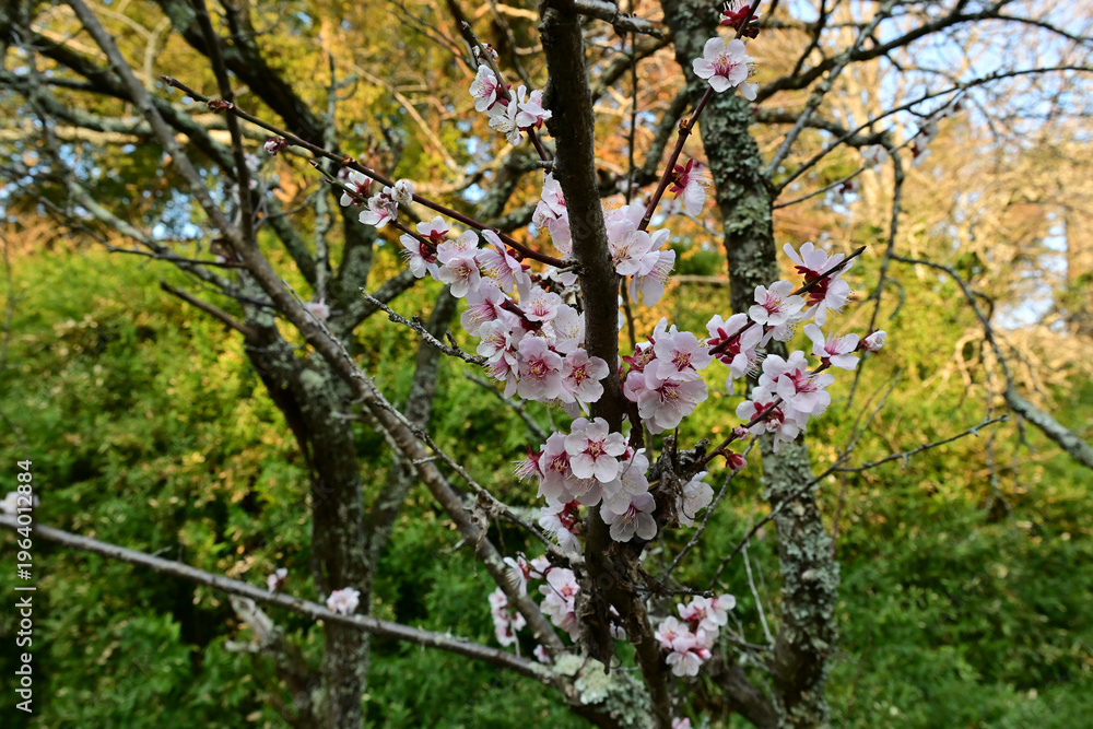 Fototapeta premium Plum blossoms in full bloom with soft morning sunlight