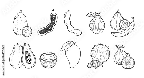 Variety of fruit illustrations 5.